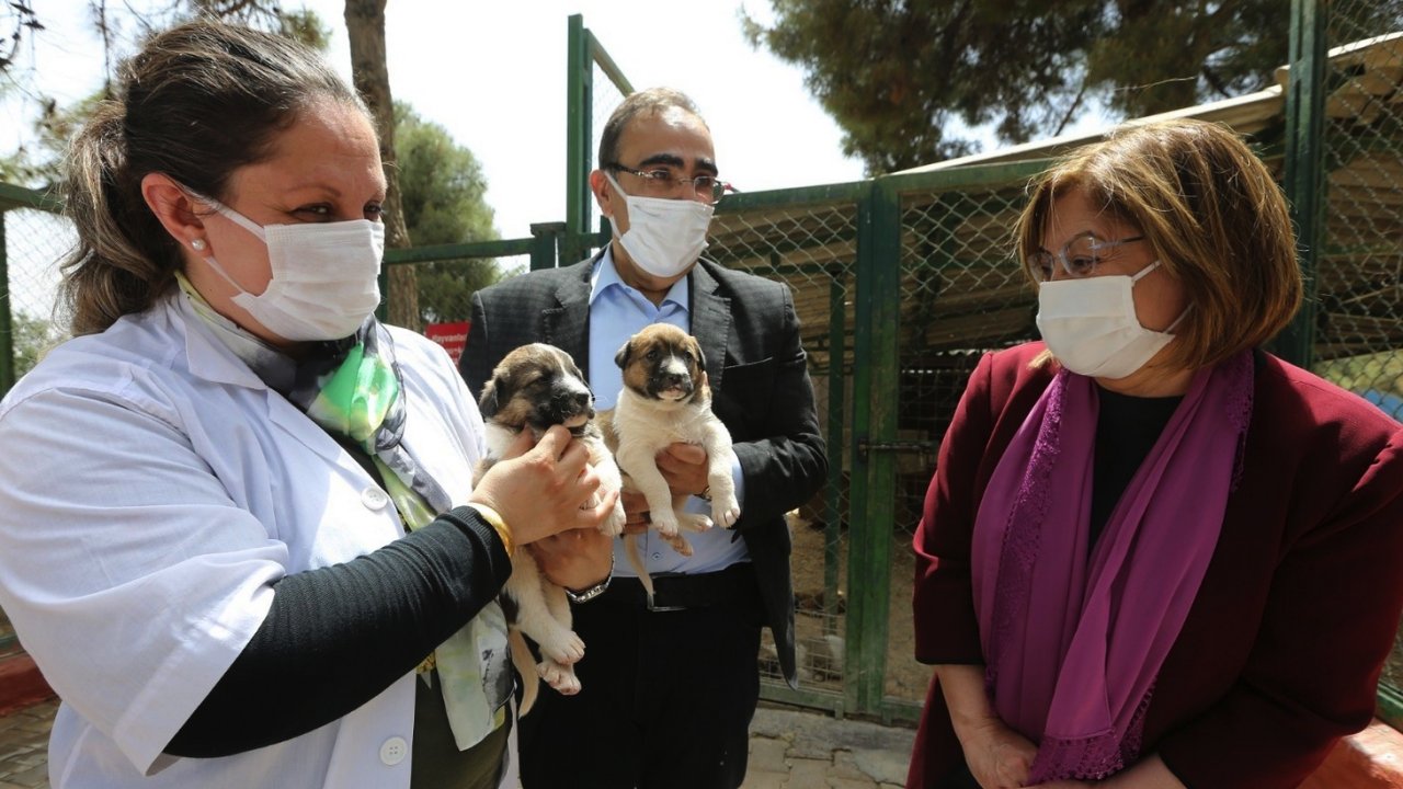 Başkan Şahin'in kurduğu hayvan rehabilitasyon merkezi Türkiye’nin gündeminde