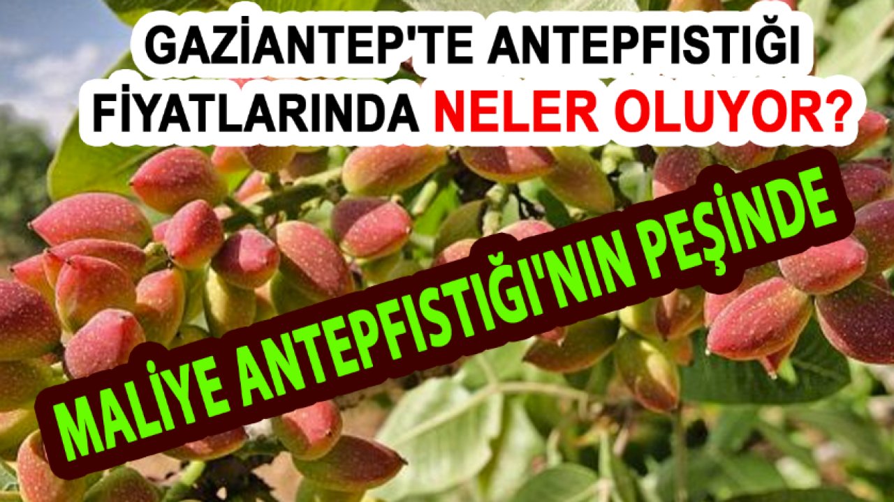 Gaziantep'te ANTEPFISTIĞI FİYATLARINDA NELER OLUYOR? MALİYE ANTEP FISTIĞI'NIN PEŞİNDE