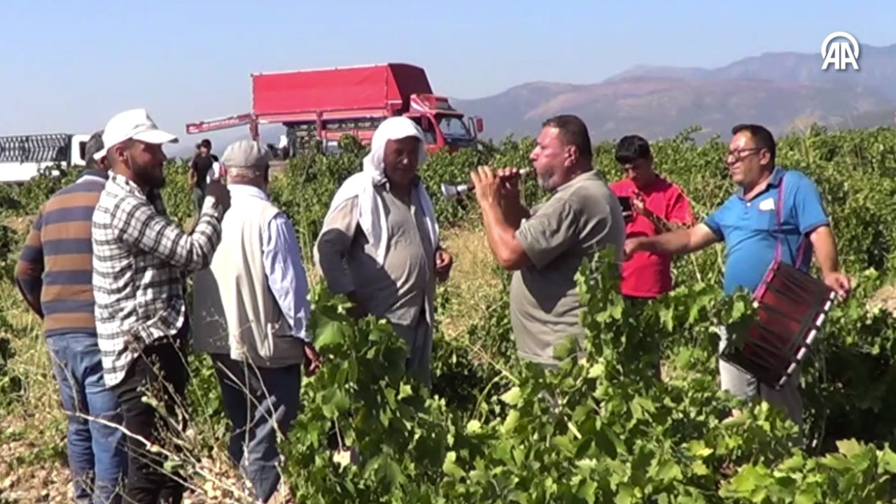 Gaziantep'te halaylar eşliğinde "davullu zurnalı" üzüm hasadı BAŞLADI...