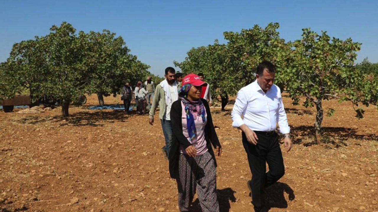 Gaziantep'te Fıstık Üreticisi Üzgün! Antep fıstığı üreticisi çiftçinin emeği para etmedi