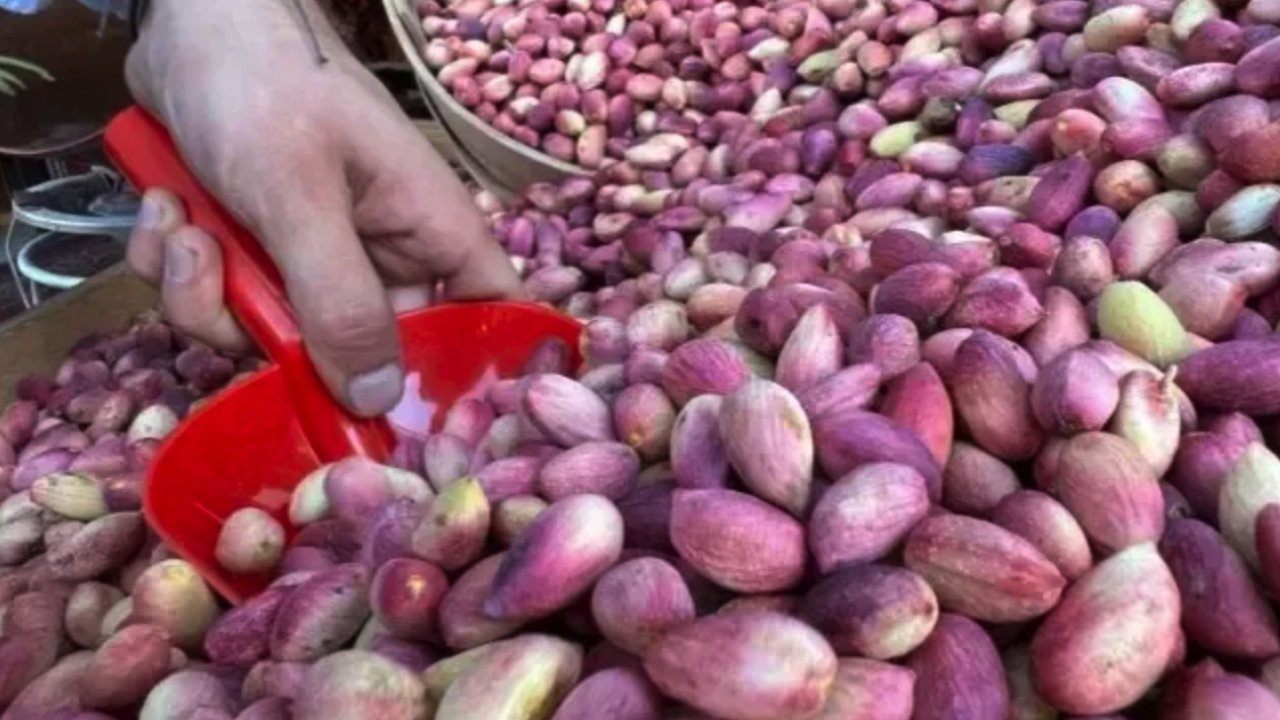 Yeni Hasat Antep fıstığı tezgahlarda yerini aldı! İşte Fiyatı