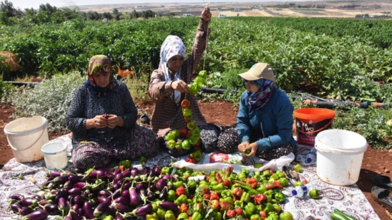 Gaziantep'te belediyenin dağıttığı fideler kurutmalık oldu