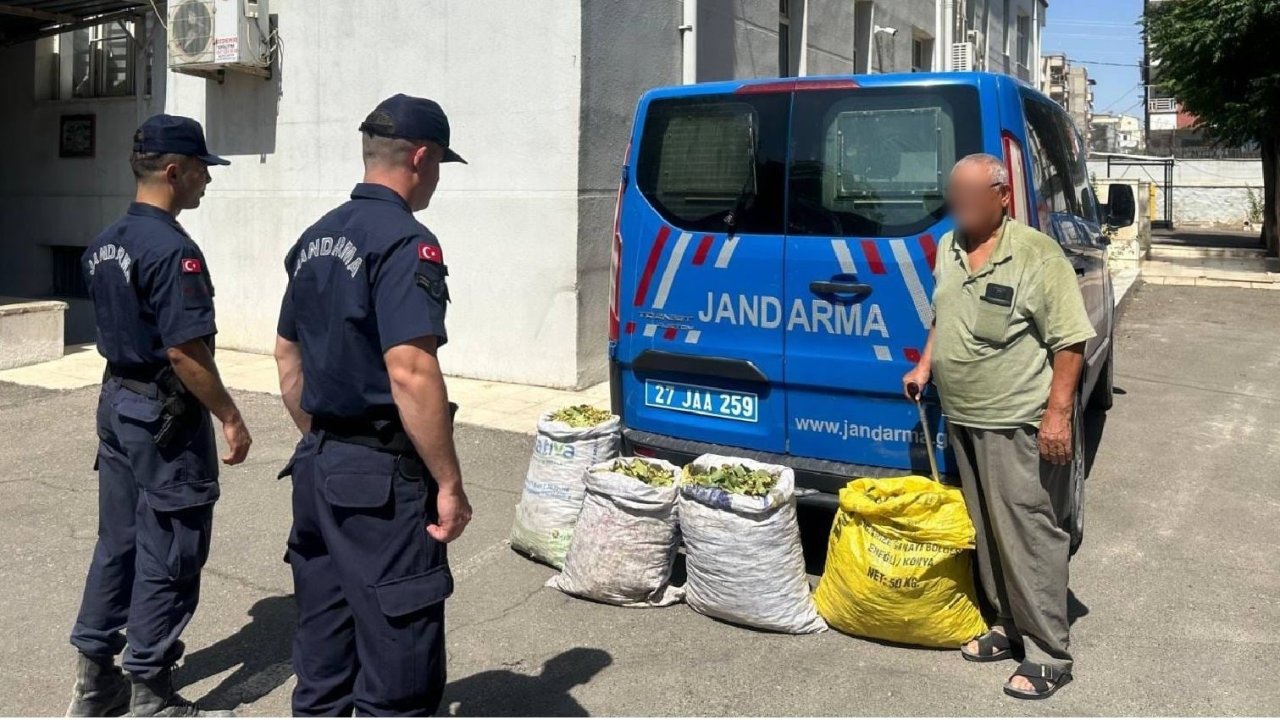 Gaziantep'te Jandarmadan yeşil altın hırsızlarına operasyon...