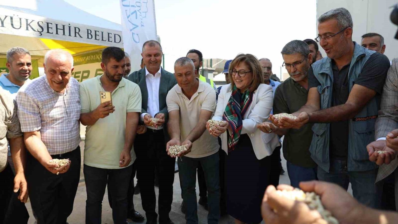 Gaziantep Büyükşehir'den Fıstık Üreticilerine Dev Destek! Boz kavlak fıstık alımı başladı