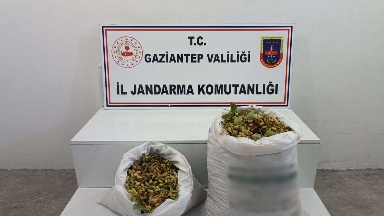 Gaziantep'te tarladan yarım ton Antep fıstığı çaldılar! YAKALANDILAR