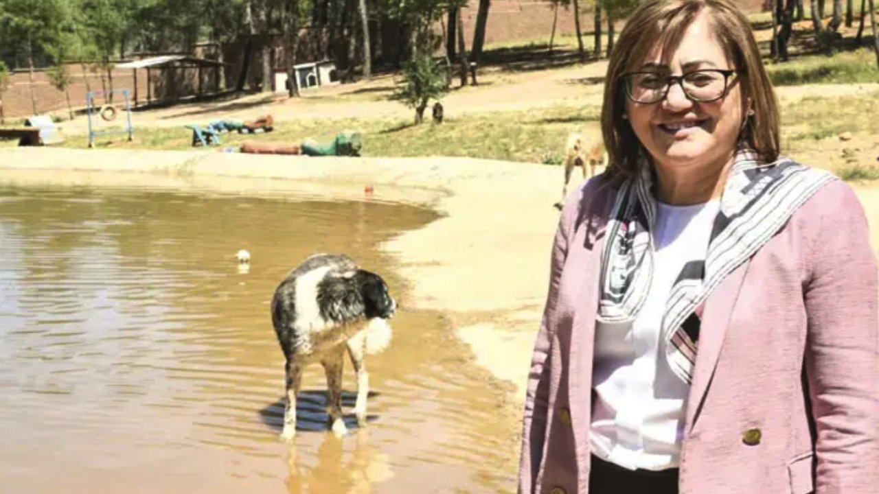 Gaziantep Sokaklarında Köpek Kalmadı! Fatma Şahin’den belediyelere barınak çağrısı: Projeyi verelim hemen yapın