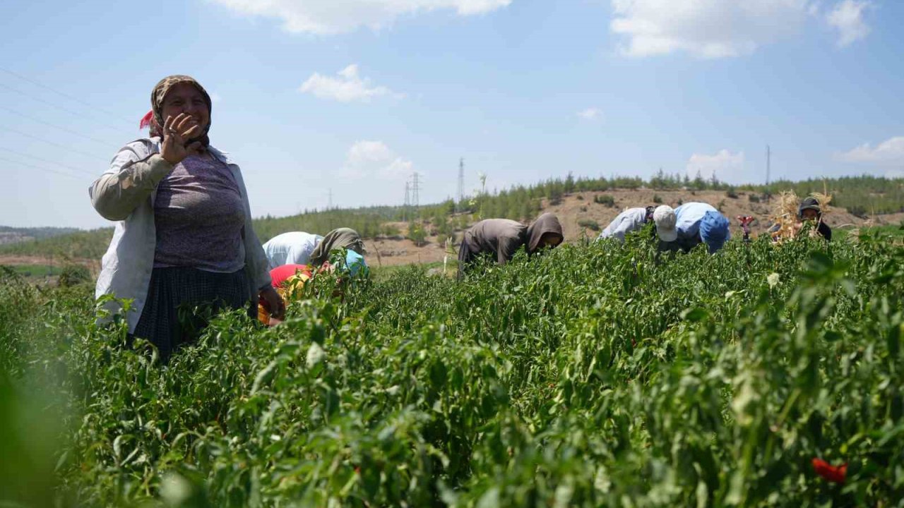 Kilis’te kavurucu sıcakta en acı hasat başladı: Ellerini yüzlerine süremiyorlar...