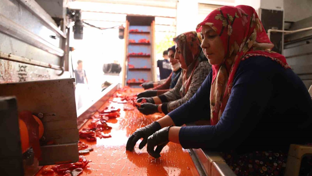 Gaziantep’te kadınlar ekmeklerini ’acı’dan çıkarıyor