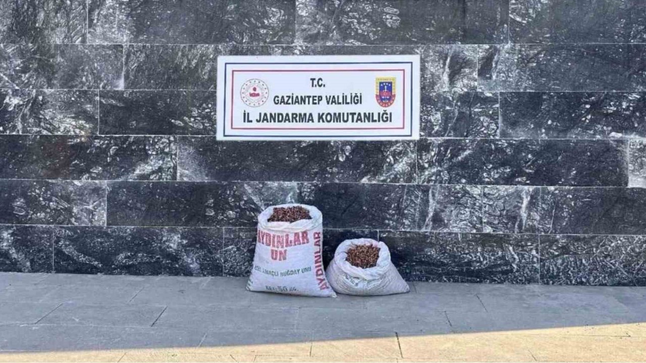 Gaziantep'te Fıstık hırsızı 6 şahsa jandarmadan suçüstü