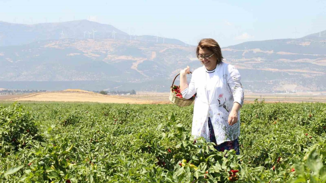 Fatma Şahin çiftçinin yanında... Büyükşehir’den biber üreticisine destek