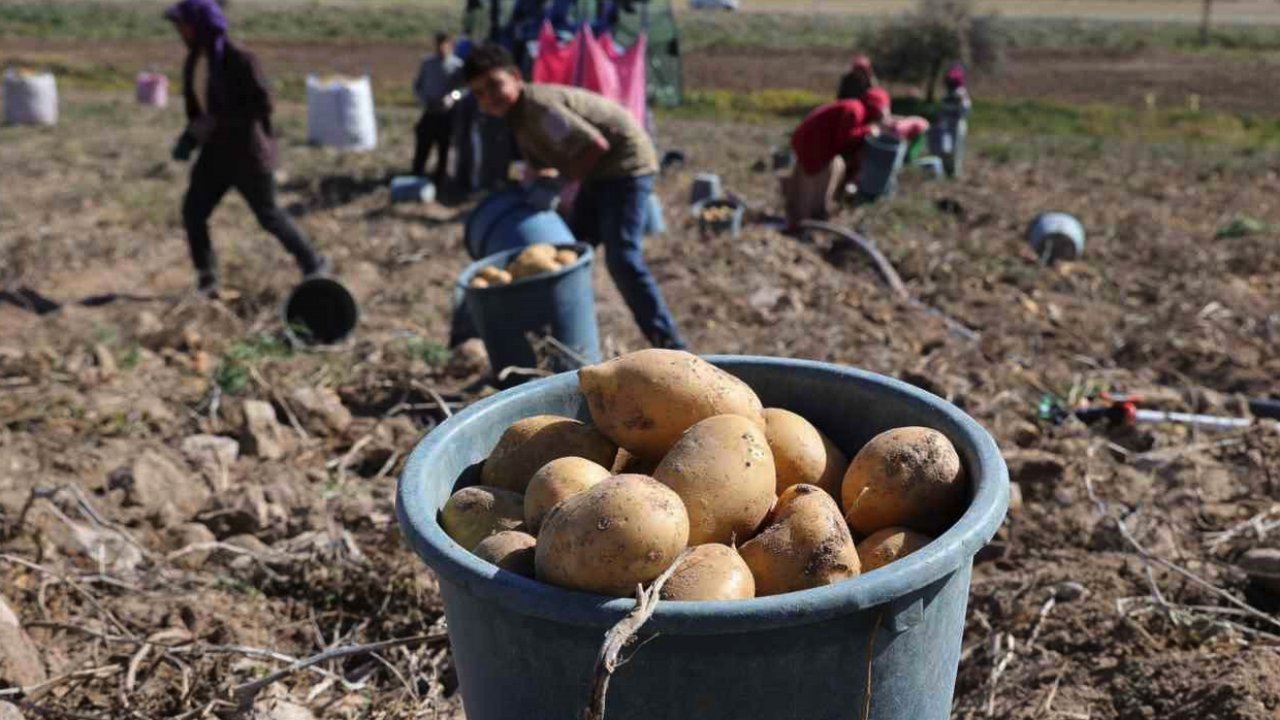 Sofraların vazgeçilmezi patates tarlada 2, pazarda 10 lira