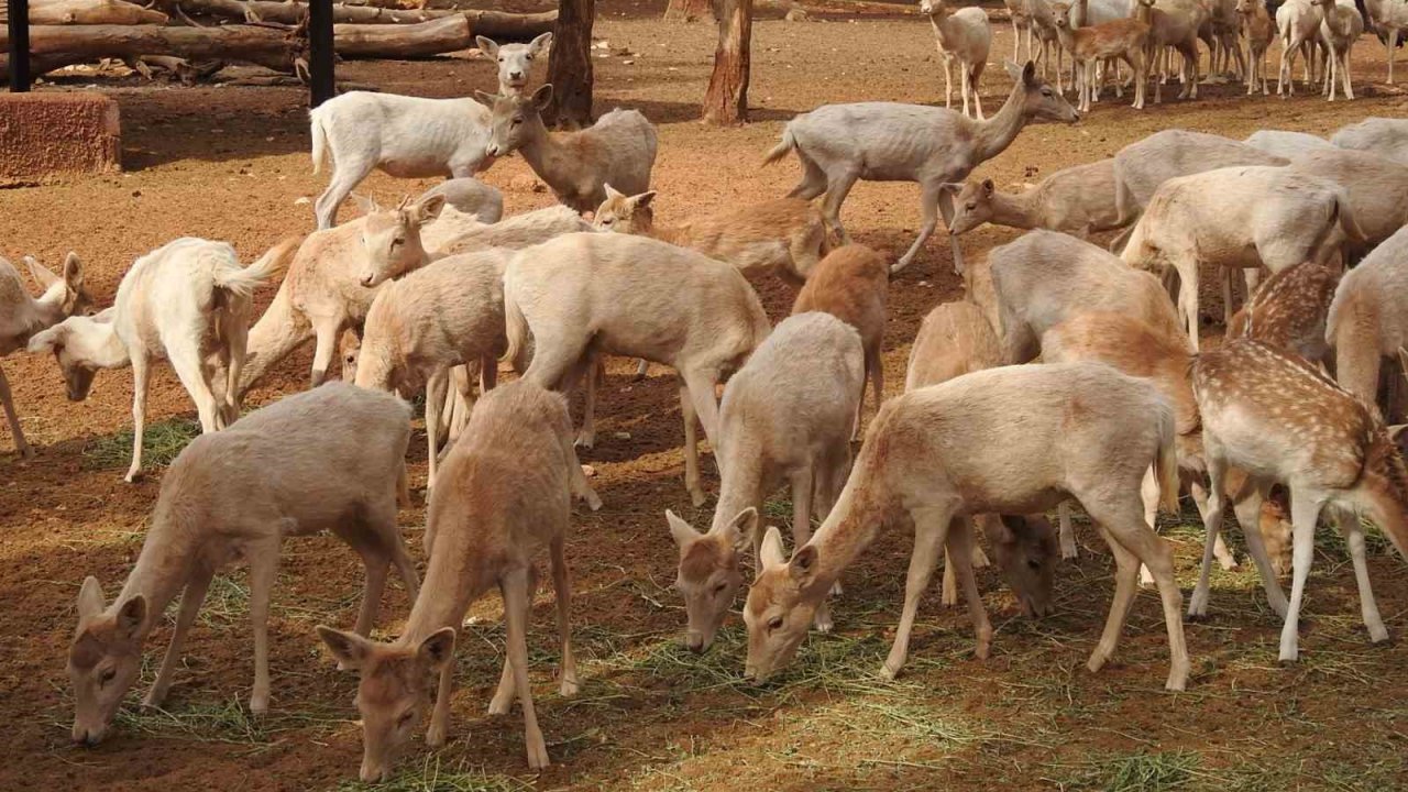 Gaziantep Zoo Parkı’nda bin 100 doğum sevinci yaşandı