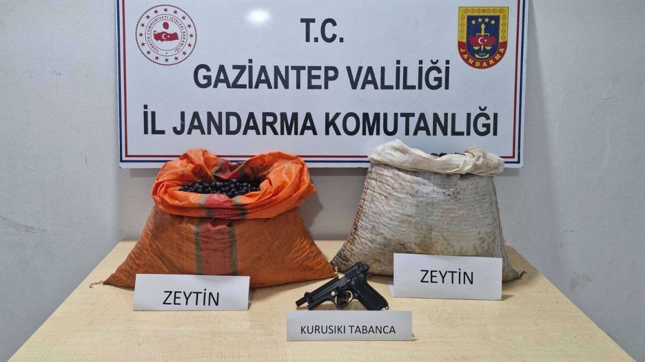 Gaziantep'te Hırsızlar Zeytine Dadandı