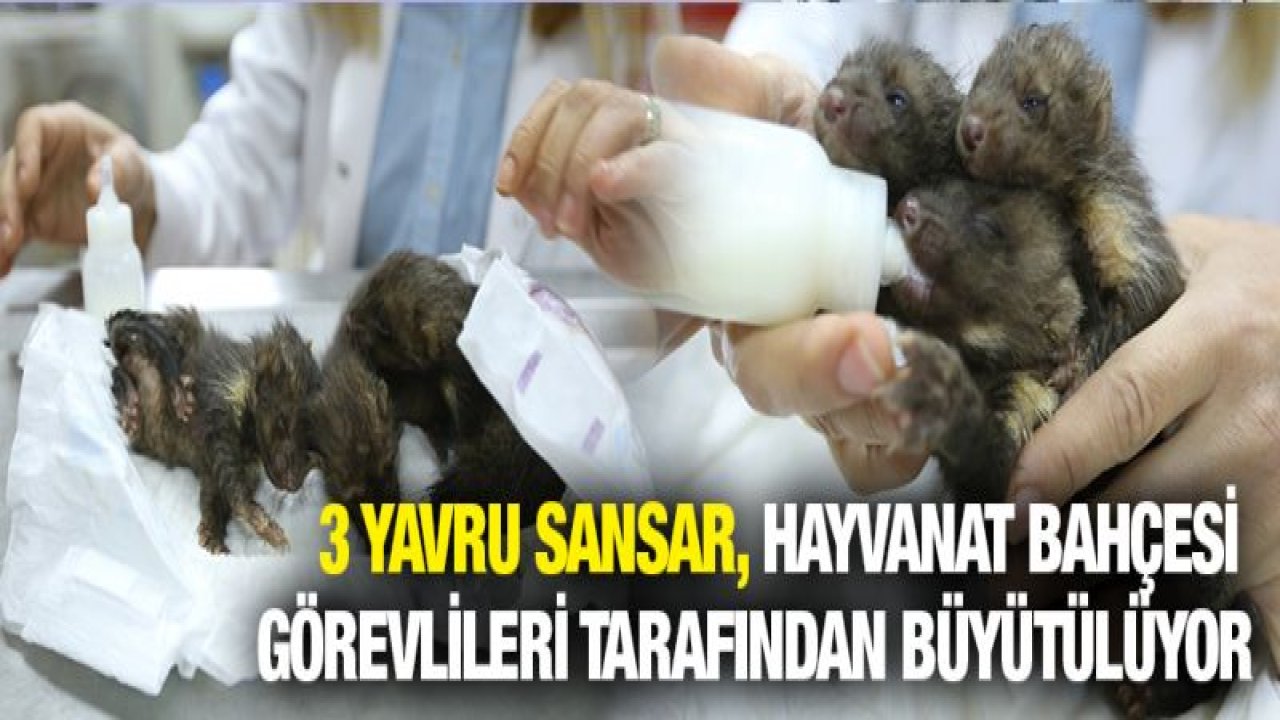 ENKAZDAN ÇIKARILAN 3 YAVRU SANSAR'A GAZİANTEP HAYVANAT BAHÇESİ SAHİP ÇIKTI