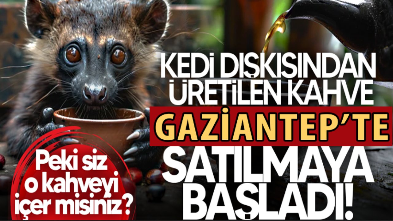 Kedi Dışkısı Kahvesi Gaziantep'te!  Fincanı 480 TL'den Satılıyor... PEKİ İÇECEKMİSİNİZ