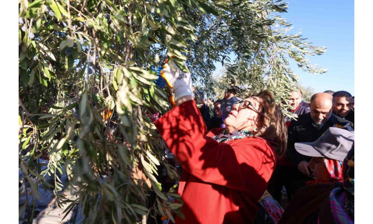 Fatma Şahin Gaziantep'te çocuğun saçını tarar gibi zeytin hasadı yaptı