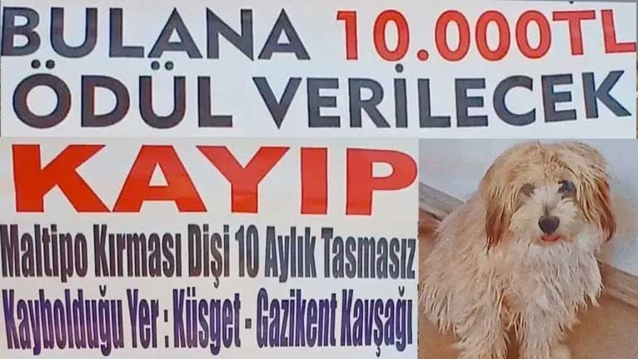 Gaziantep'te Kaybolan Köpek İçin 10 Bin TL Ödül!