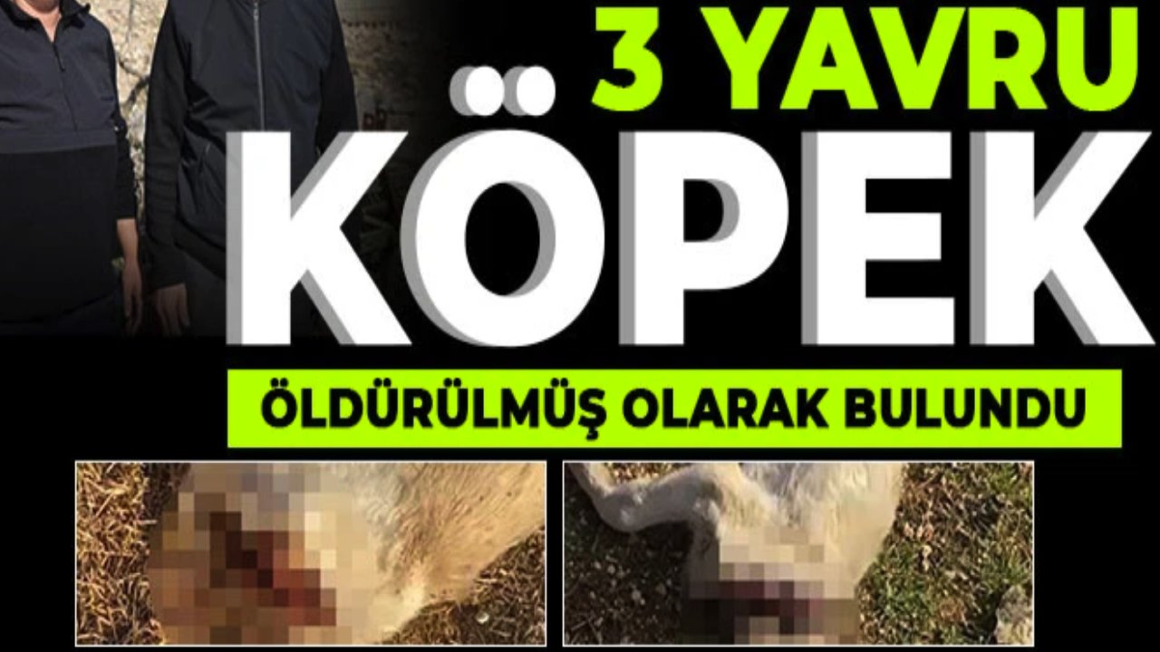 Gaziantep'te Yavru Köpek Katliamı! Yavru Köpeklerin Kafasını Kesip Katlettiler!