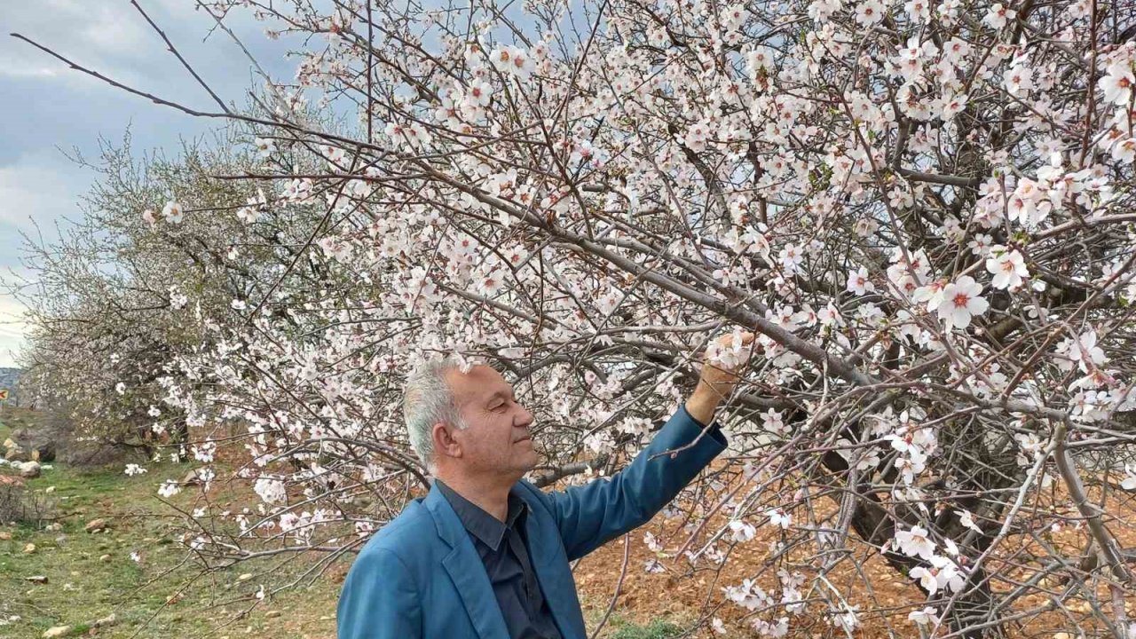 Araban’a bahar erken geldi