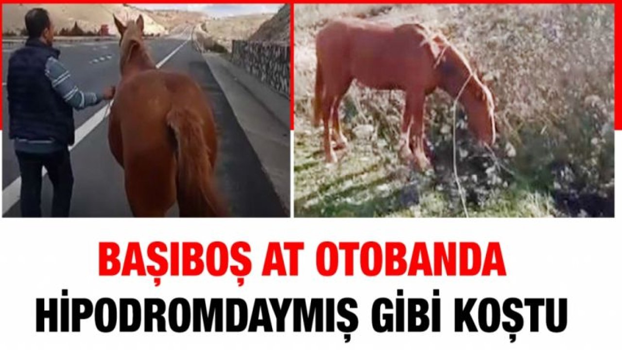 Başıboş at otobanda hipodromdaymış gibi koştu