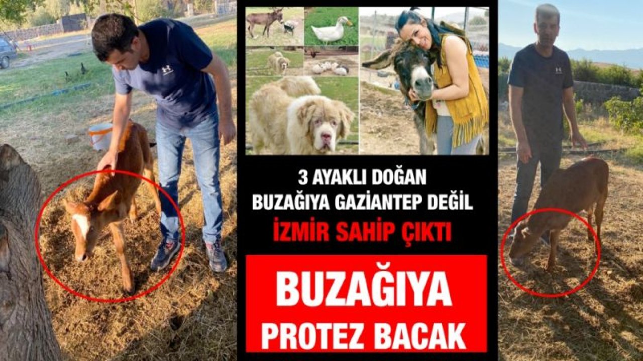 3 ayaklı doğan buzağıya Gaziantep değil İzmir sahip çıktı...   Buzağıya protez bacak