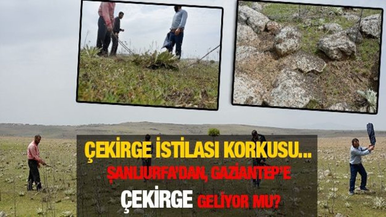 Çekirge istilası korkusu... Şanlıurfa’dan, Gaziantep’e Çekirge geliyor mu?