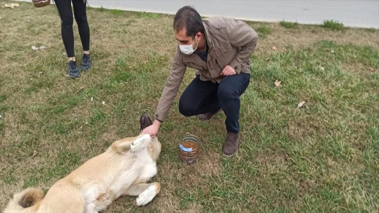 Kaymakam Akça, sokak hayvanlarını besledi