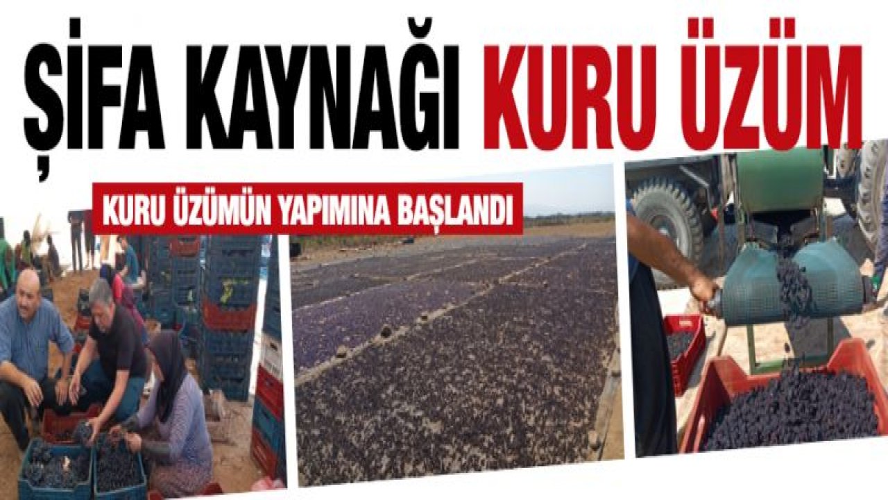 Şifa kaynağı kuru üzümün yapımına başlandı