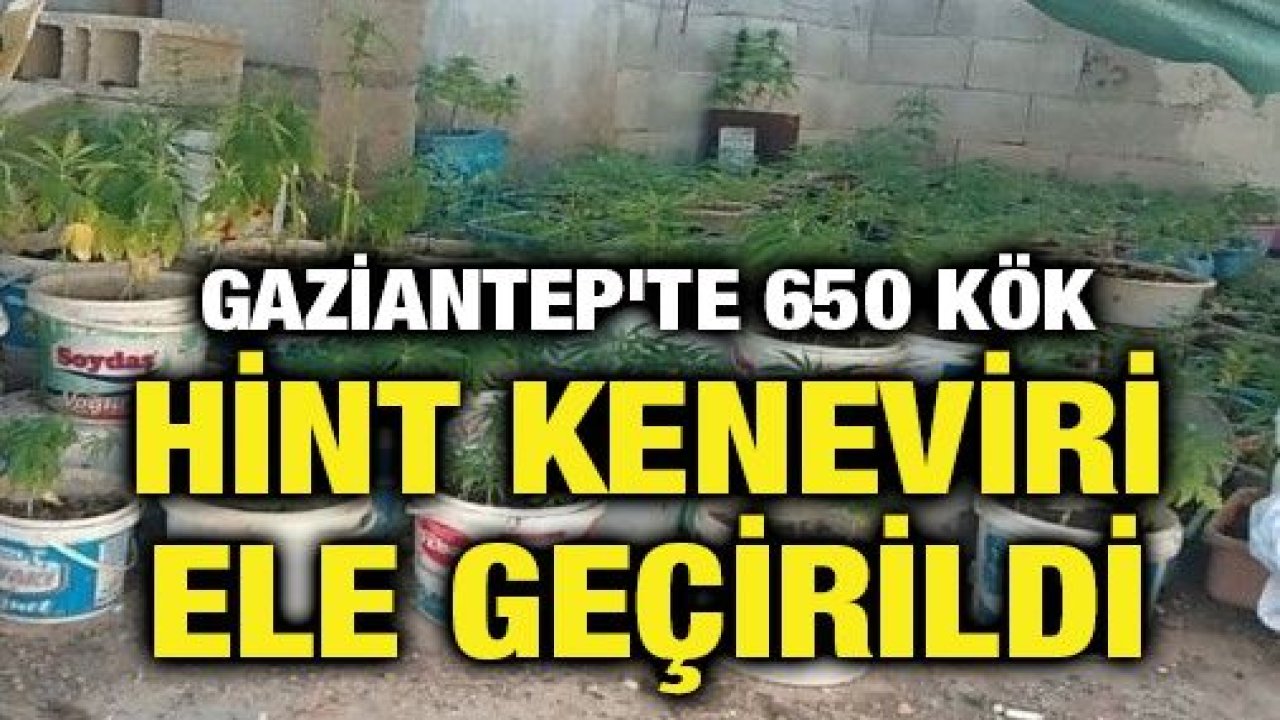 Gaziantep'te 650 kök hint keneviri ele geçirildi