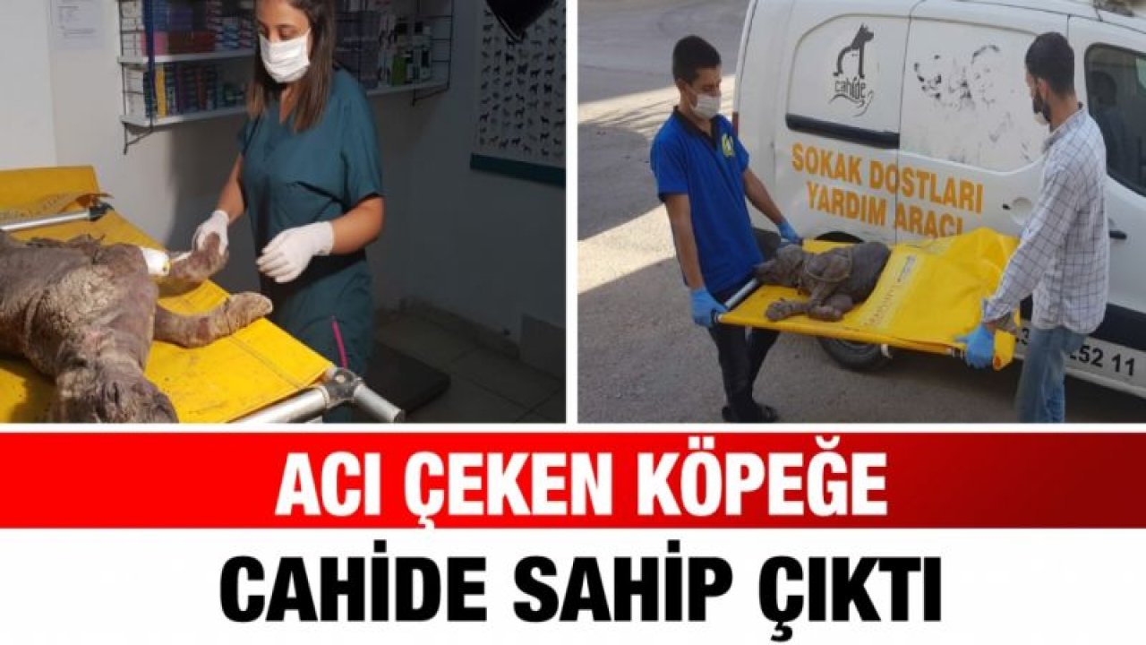 Acı Çeken köpeğe CAHİDE sahip çıktı