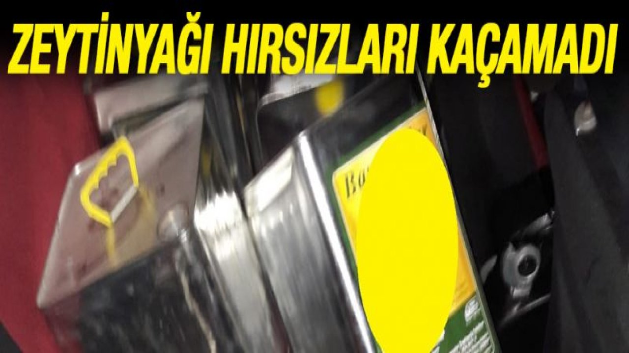 Zeytinyağı hırsızları yakalandı