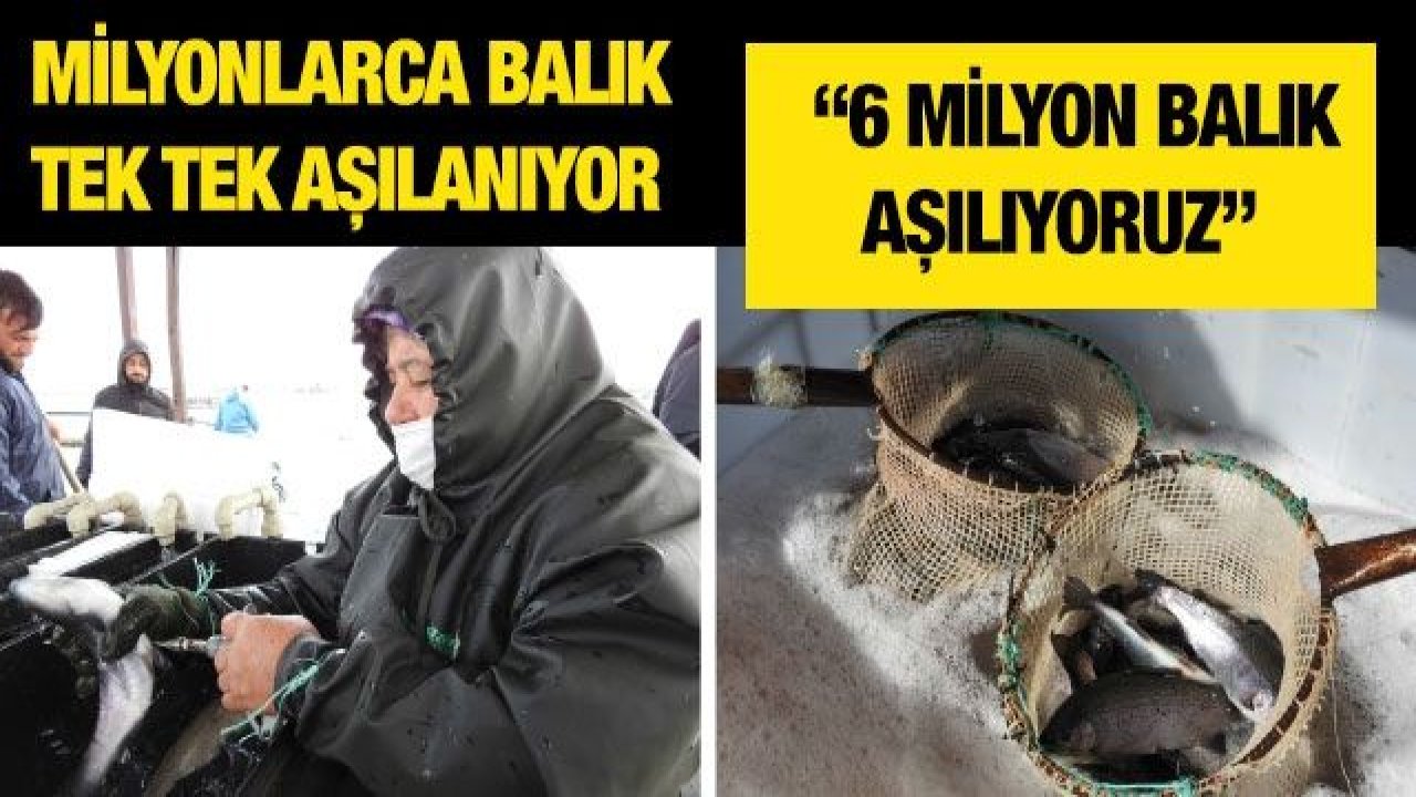 Milyonlarca balık tek tek aşılanıyor