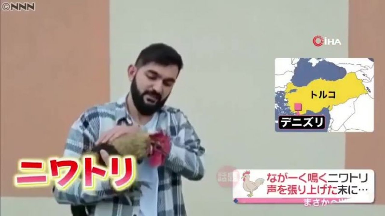 Öterken bayılan Denizli horozunun ünü Japon basınında