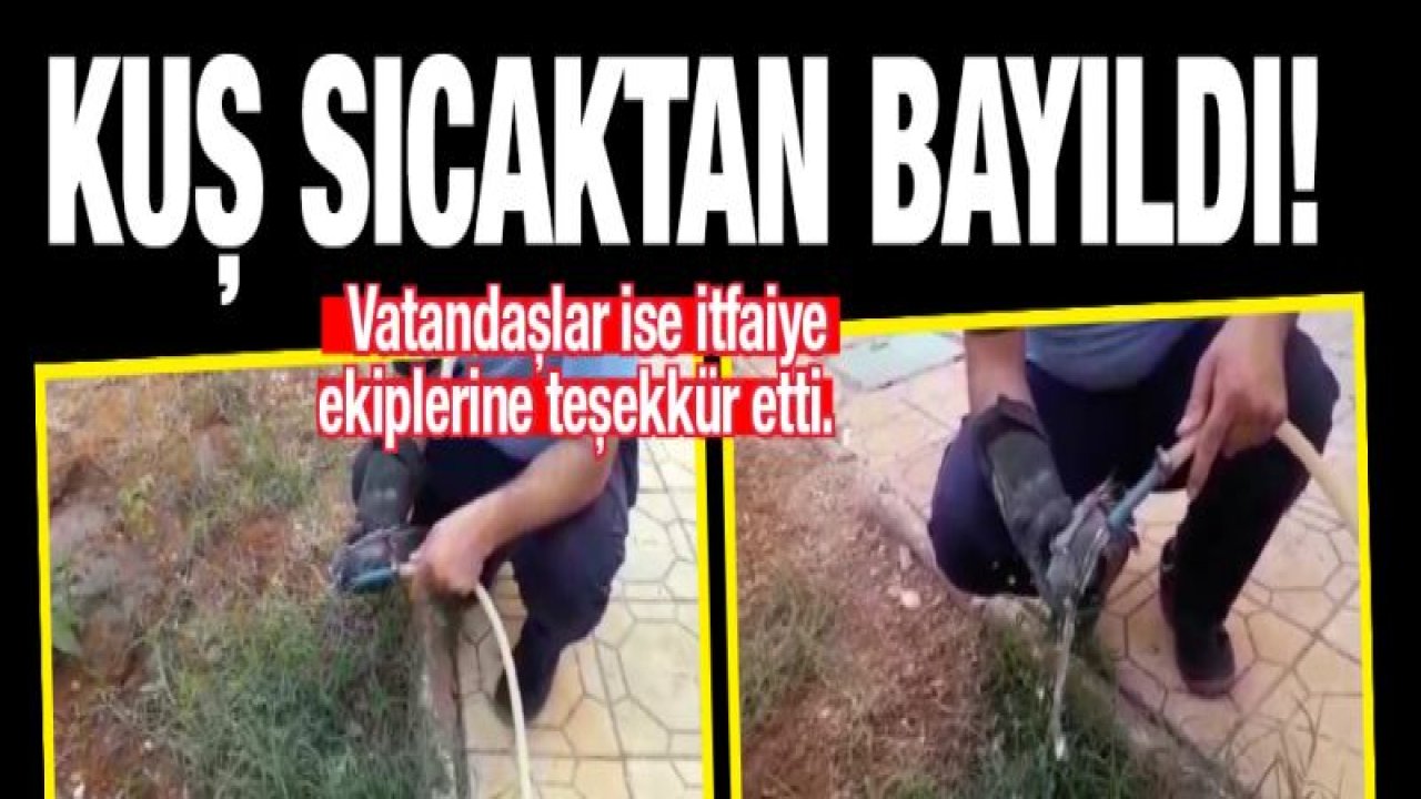 Sıcaktan bayılan kuşun imdadına itfaiye yetişti