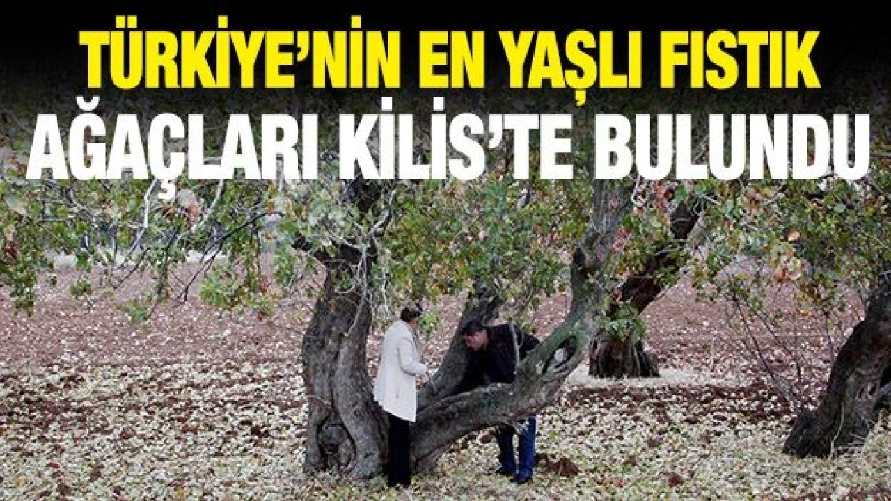 Türkiye’nin en yaşlı fıstık ağaçları Kilis’te bulundu