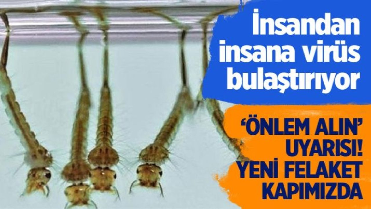 Prof. Dr. Ali Satar'dan 'sivrisinek' uyarısı! "Önlem alınmalı, insandan insana virüs bulaştırırlar"