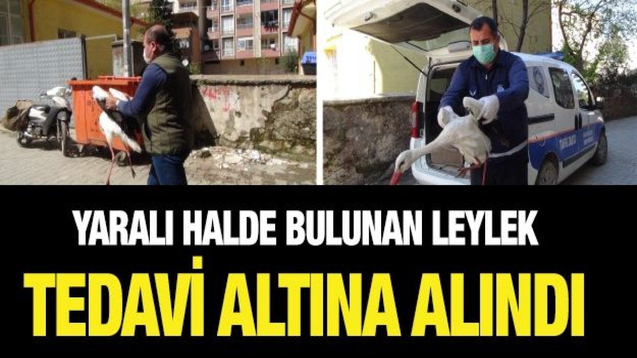 Yaralı halde bulunan leylek tedavi altına alındı