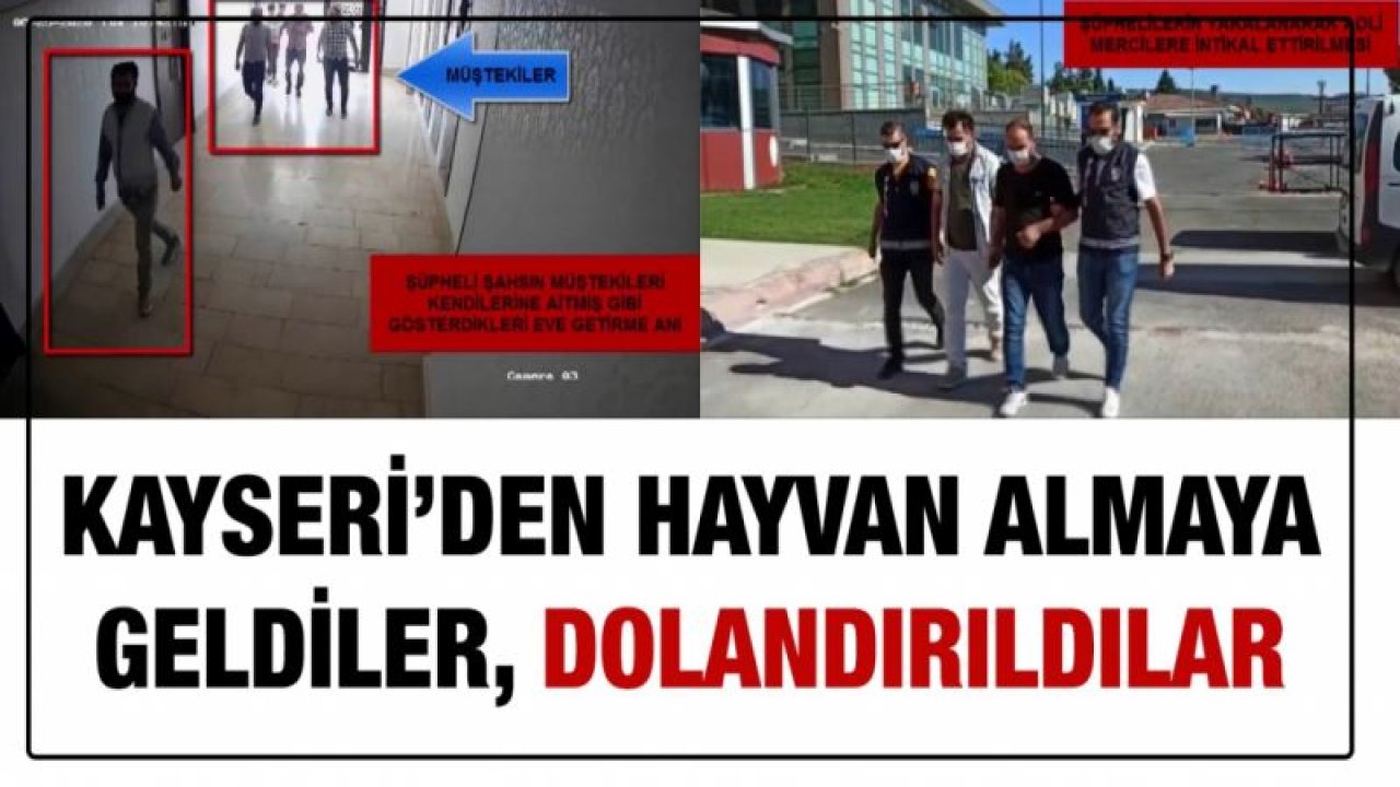 Hayvan almaya geldiler dolandırıldılar