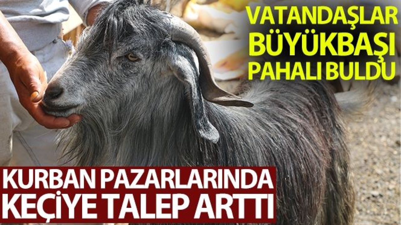 Kurban pazarında keçiye talep arttı