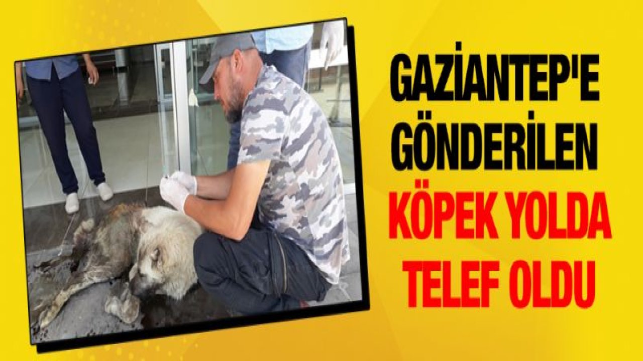 Aile hekimliğine sığınan köpek kurtarılamadı