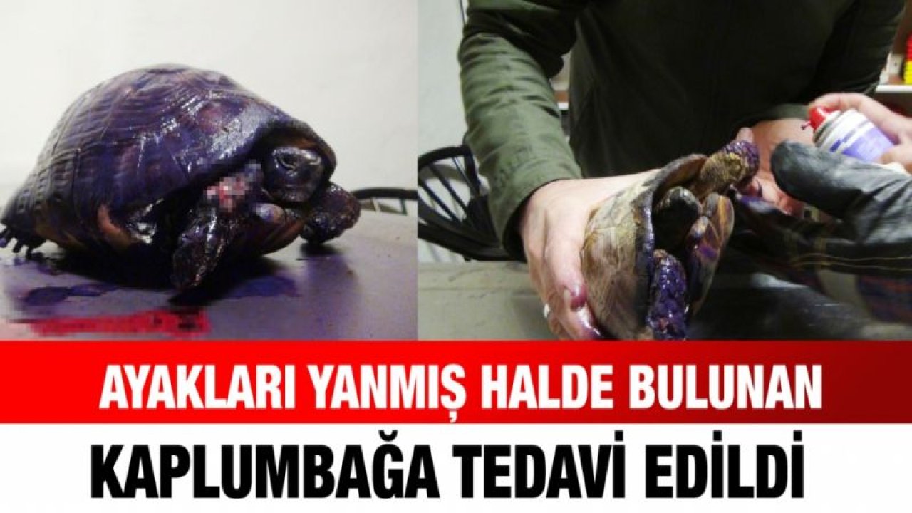 Ayakları yanmış halde bulunan kaplumbağa tedavi edildi