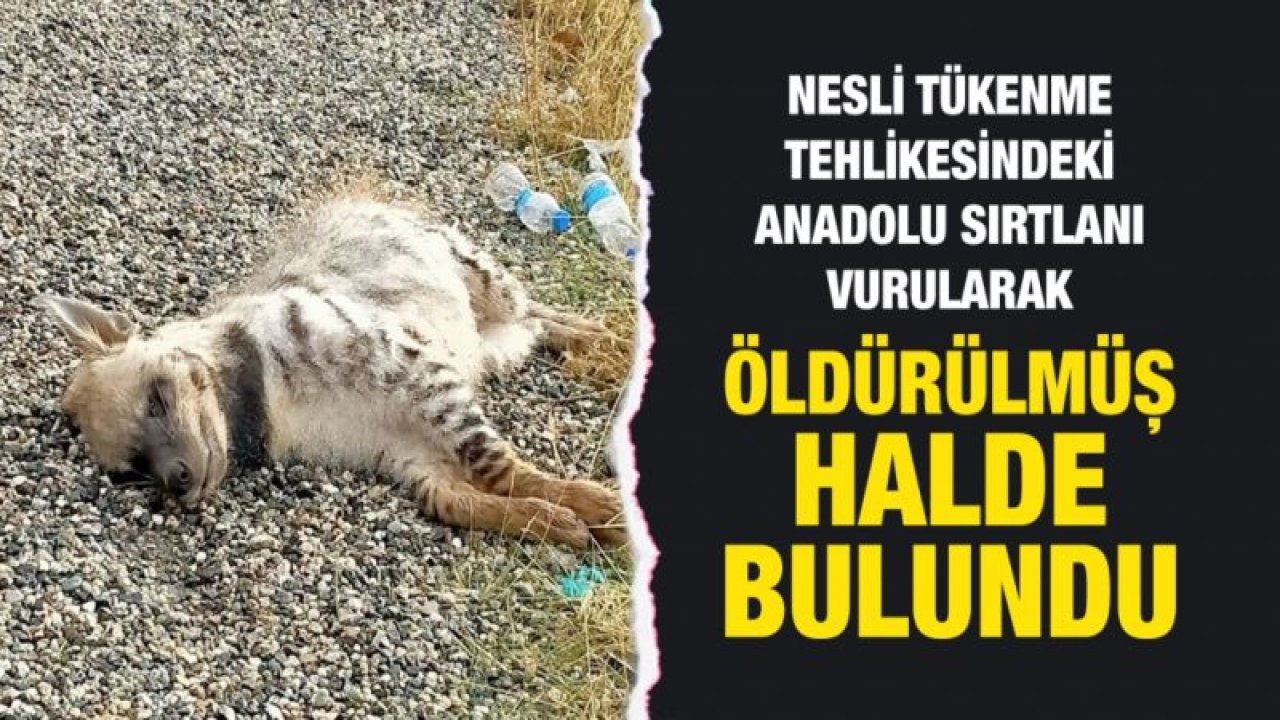 Nesli tükenme tehlikesindeki Anadolu sırtlanı vurularak öldürülmüş halde bulundu