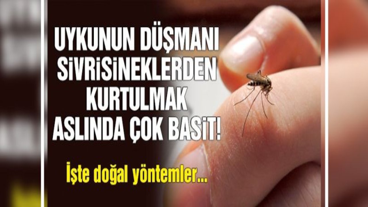 İşte sivri sineklerden kurtulmanın doğal yolları