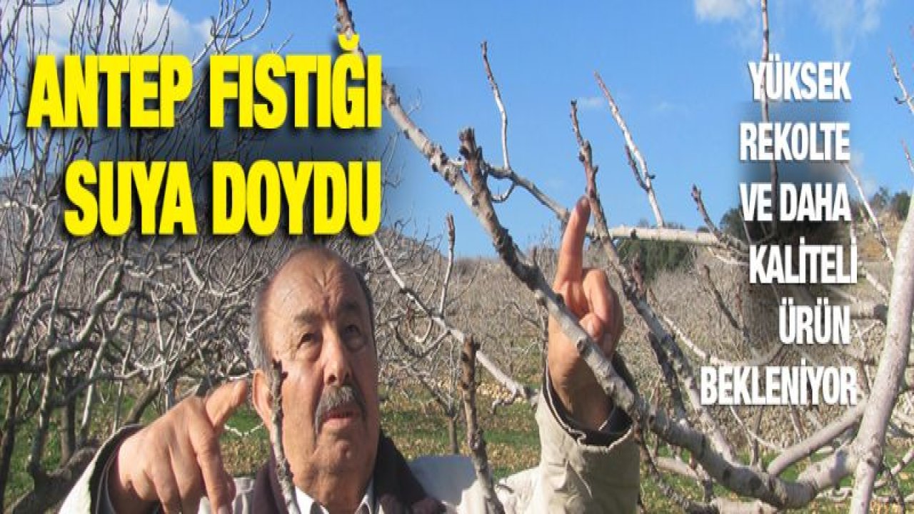 Aşırı yağışlar Antep fıstığını suya doyurdu