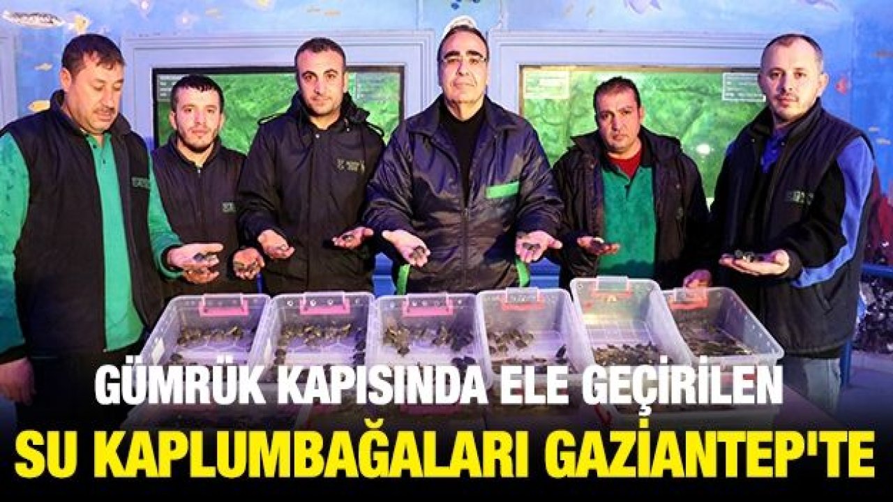 Gümrük kapısında ele geçirilen su kaplumbağaları Gaziantep'te