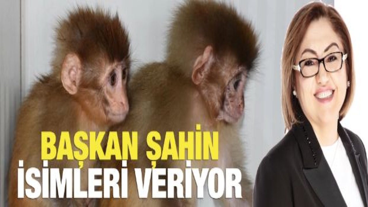 BAŞKAN ŞAHİN, MAYMUN YAVRULARINA İSİMLERİNİ VERECEK