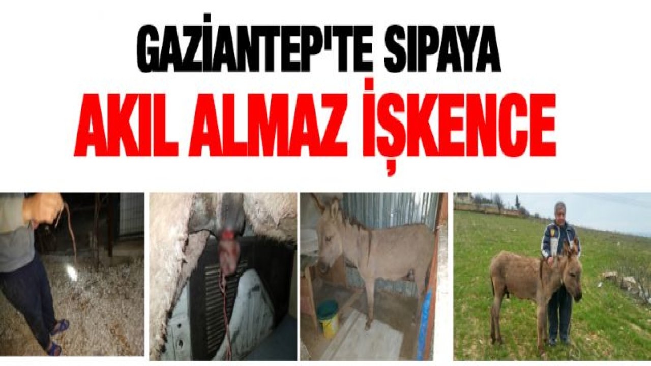 Gaziantep'te sıpaya akıl almaz işkence