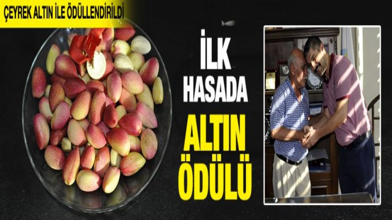 Fıstıkta ilk hasada çeyrek altın ödülü