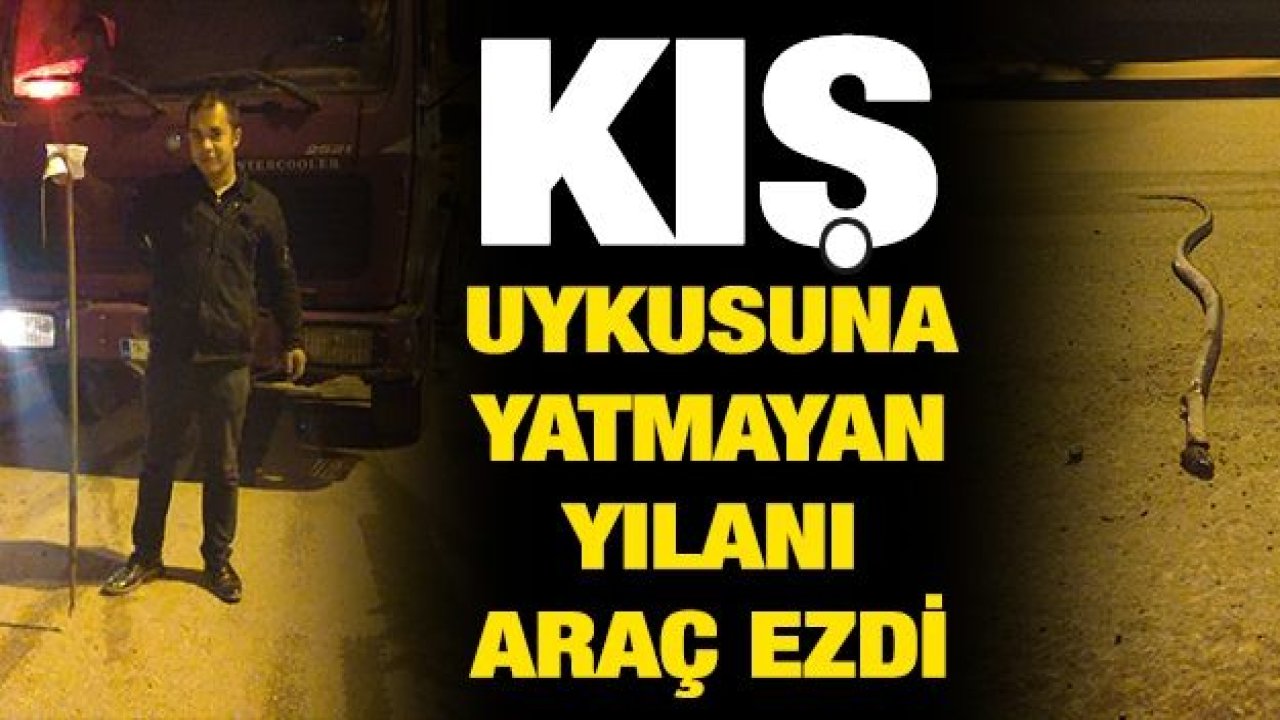 Kış uykusuna yatmayan yılanı araç ezdi