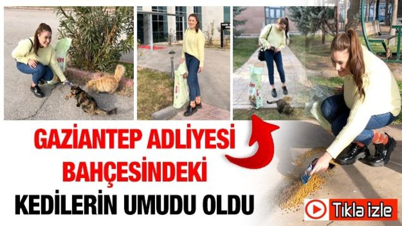 Gaziantep Adliyesi bahçesindeki kedilerin umudu oldu